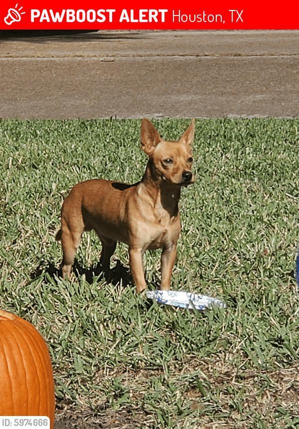 Lost Male Dog in Houston, TX 77070 Named Rocket (ID 5974666) PawBoost