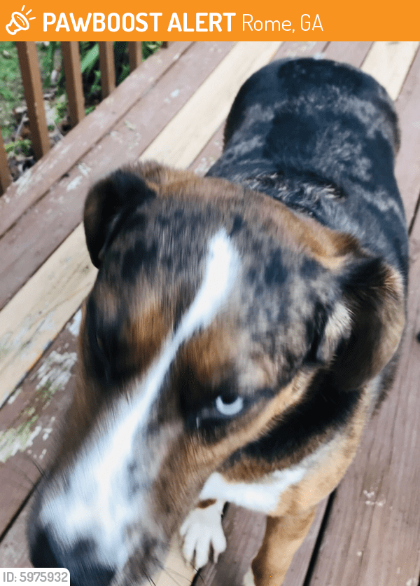 Found/Stray Dog in Rome, GA 30105 (ID 5975932) PawBoost