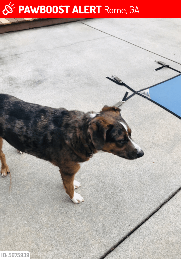 Lost Dog in Rome, GA 30165 Named Unknown (ID 5975939) PawBoost
