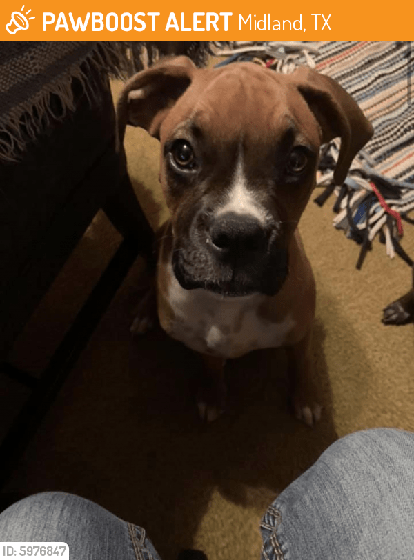 Found/Stray Male Dog in Midland, TX 79701 (ID 5976847) PawBoost