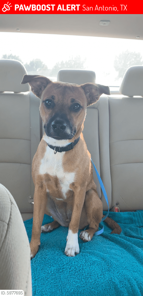Lost Female Dog in San Antonio, TX 78201 Named Frida (ID 5977695