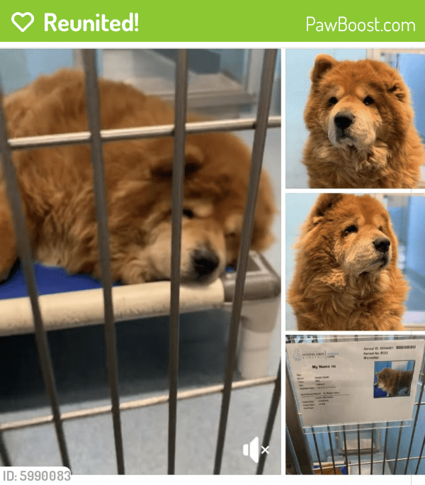 Reunited Female Dog in Baldwin Park, CA 91706 (ID 5990083) PawBoost
