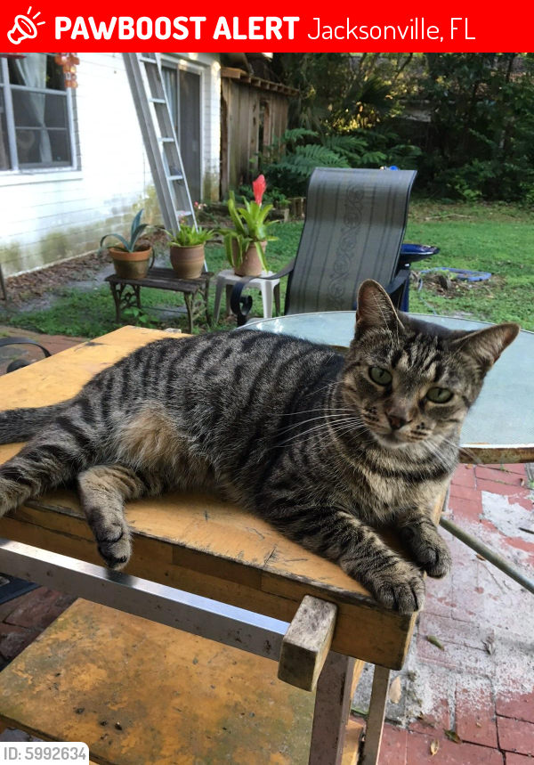 Lost Female Cat in Jacksonville, FL 32210 Named Annie (ID 5992634