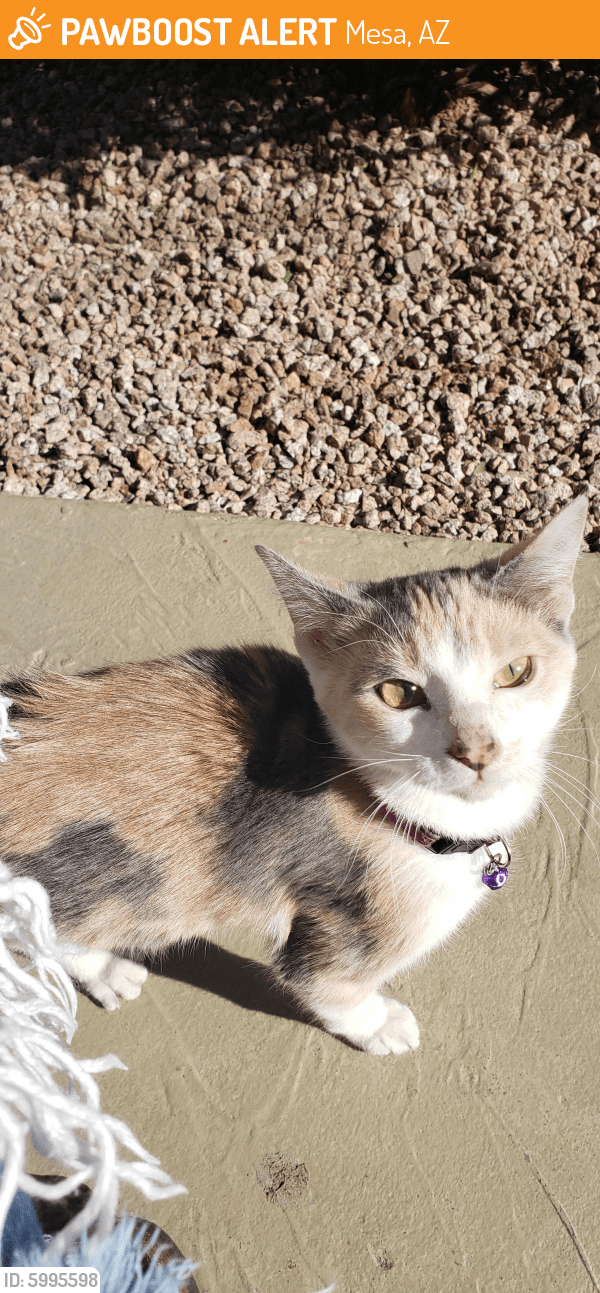 Found/Stray Female Cat in Mesa, AZ 85202 (ID 5995598) PawBoost