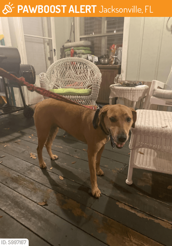 Found/Stray Dog in Jacksonville, FL 32244 (ID 5997167) PawBoost