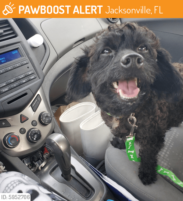 Found/Stray Male Dog in Jacksonville, FL 32218 (ID 5952706) PawBoost