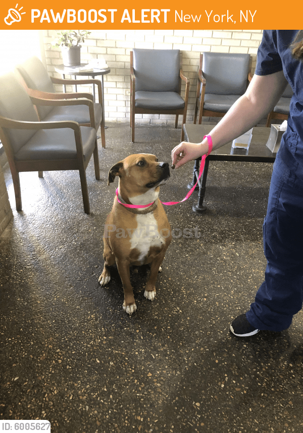 Found/Stray Male Dog in New York, NY 10003 (ID 6005627) PawBoost