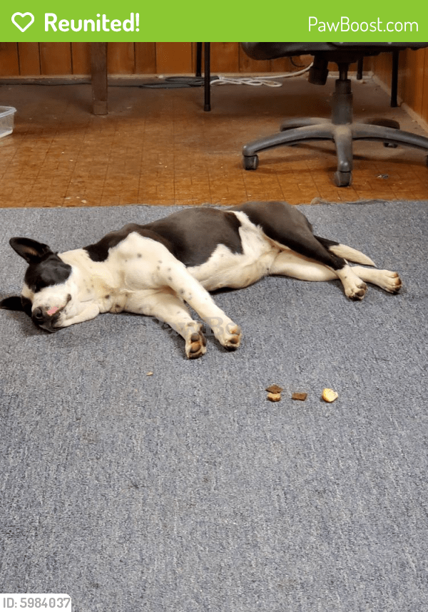 Reunited Female Dog in Gastonia, NC 28054 (ID 5984037) PawBoost