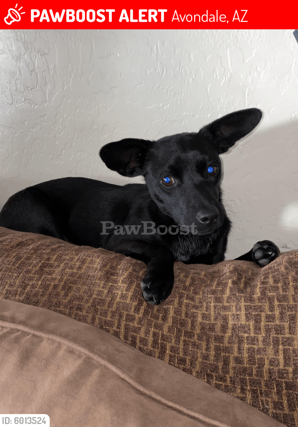 Lost Female Dog in Avondale, AZ 85353 Named Kyla (ID 6013524) PawBoost