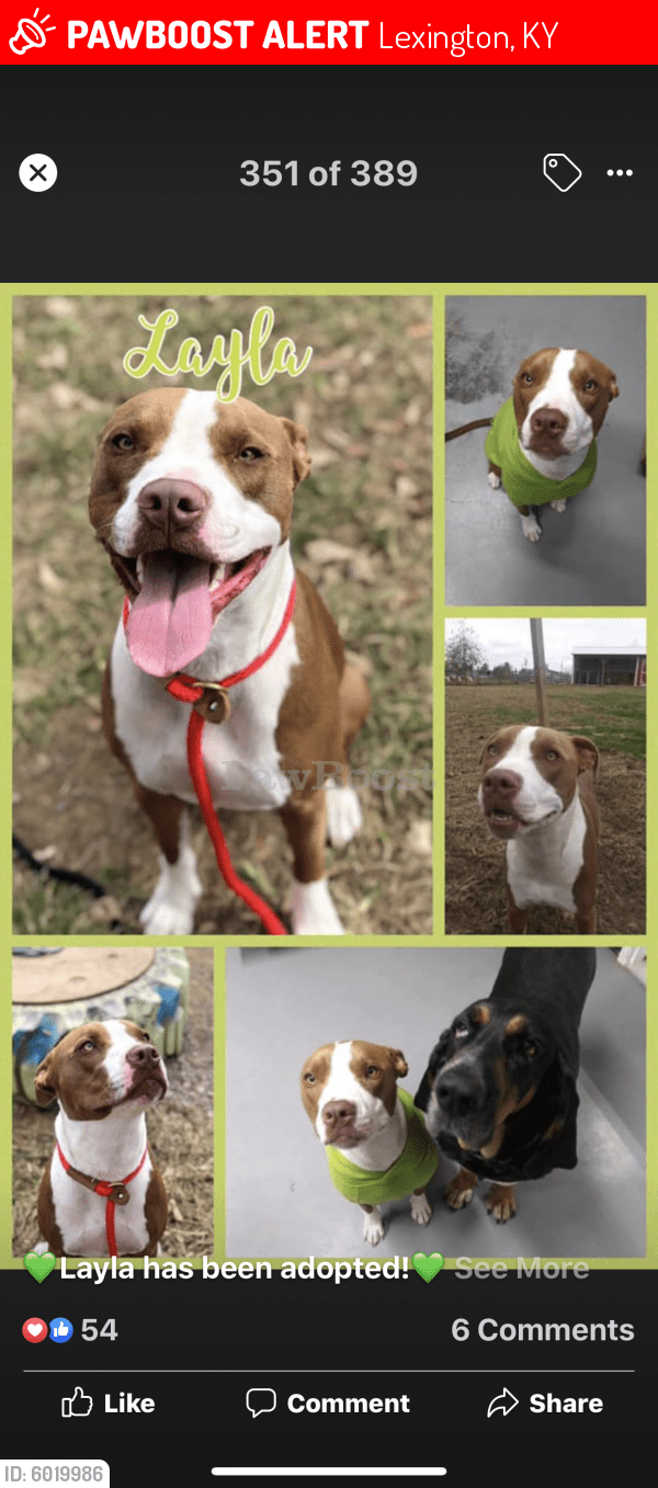 Lost Female Dog in Lexington, KY 40515 Named Layla (ID 6019986) PawBoost