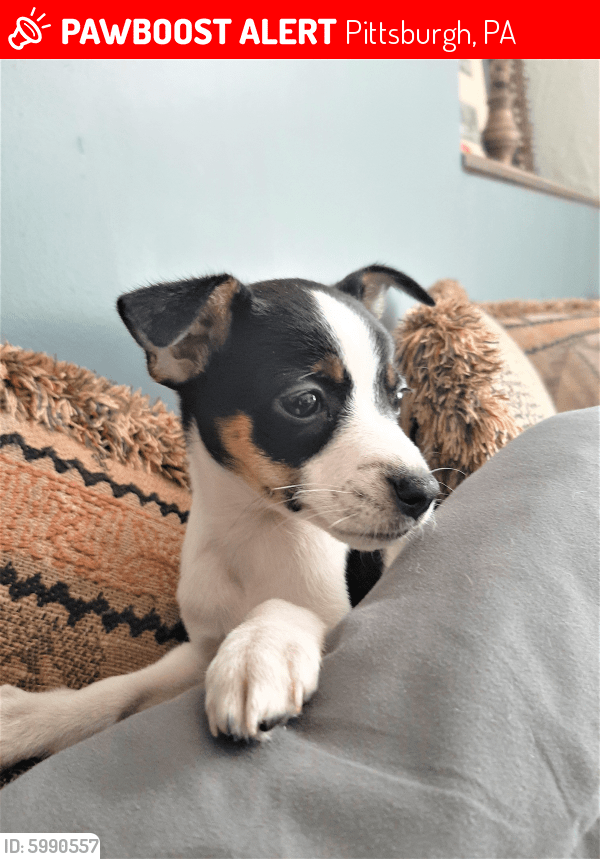 Lost Female Dog in Pittsburgh, PA 15211 Named Addie (ID 5990557