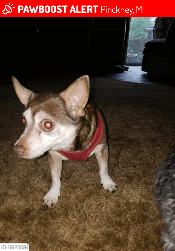 Lost Male Dog in Pinckney, MI 48169 Named Taco (ID 6026694) PawBoost