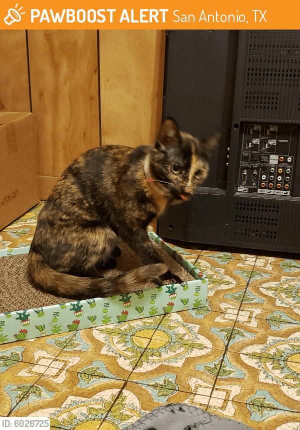 Found/Stray Cat in San Antonio, TX 78237 (ID 6026725) PawBoost