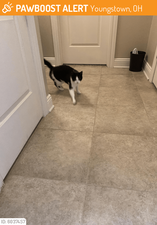 Found/Stray Cat in Youngstown, OH 44443 (ID 6037457) PawBoost