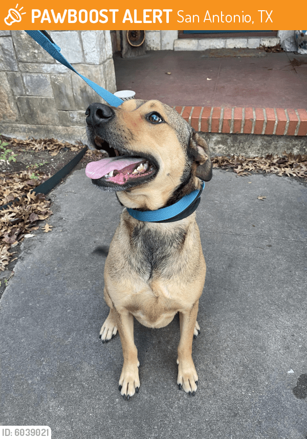 Found/Stray Male Dog in San Antonio, TX 78205 (ID 6039021) PawBoost