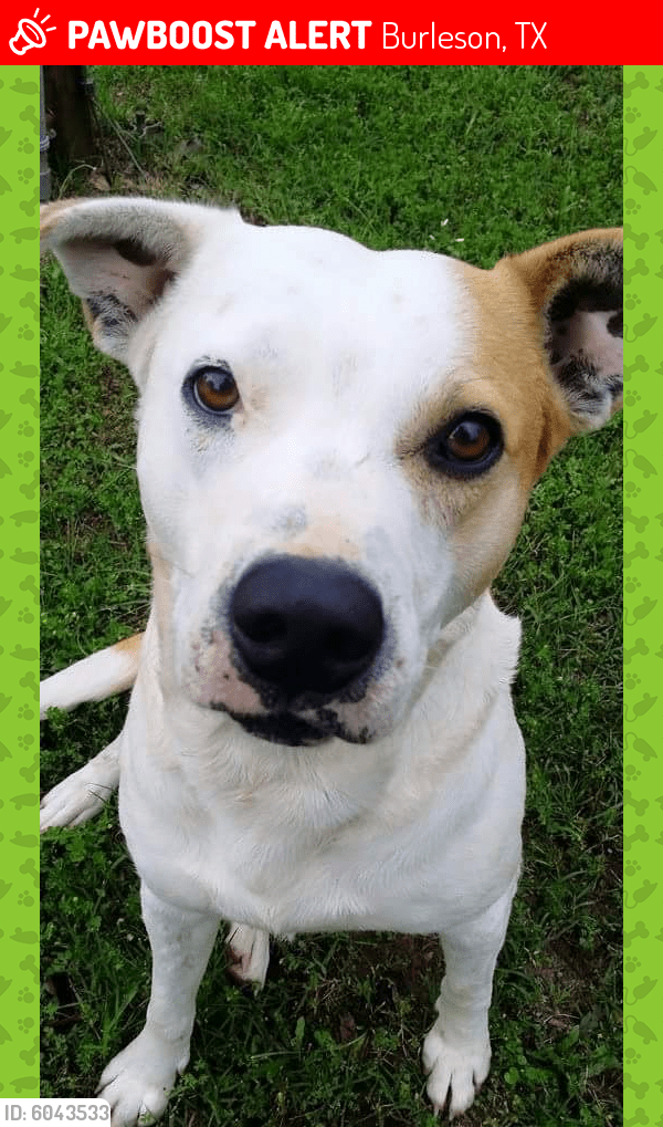 Deceased Male Dog in Burleson, TX 76028 (ID 6043533) PawBoost