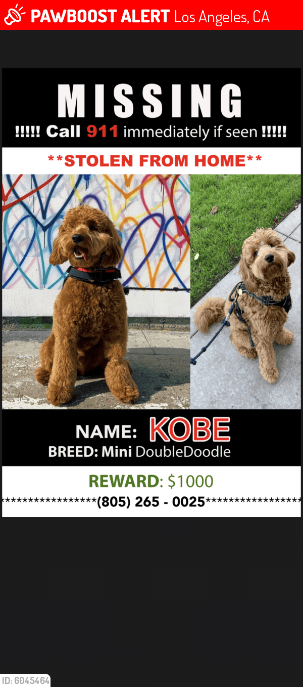 Lost Male Dog in Los Angeles, CA 90036 Named Kobe (ID 6045464) PawBoost