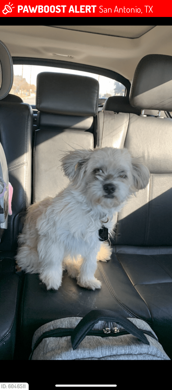 Lost Male Dog in San Antonio, TX 78228 Named CHARLES (ID 6046511