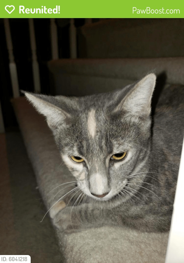 Reunited Female Cat in Las Vegas, NV 89103 (ID 6041218