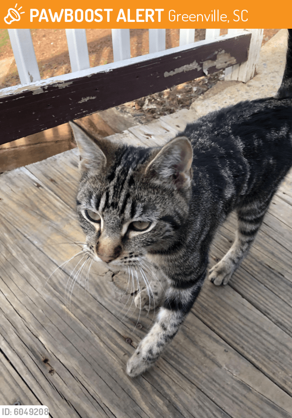 Found/Stray Cat in Greenville, SC 29607 (ID 6049208) PawBoost