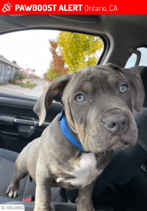 Lost Male Dog in Ontario, CA 91762 Named Ghotti (ID 6049862) PawBoost