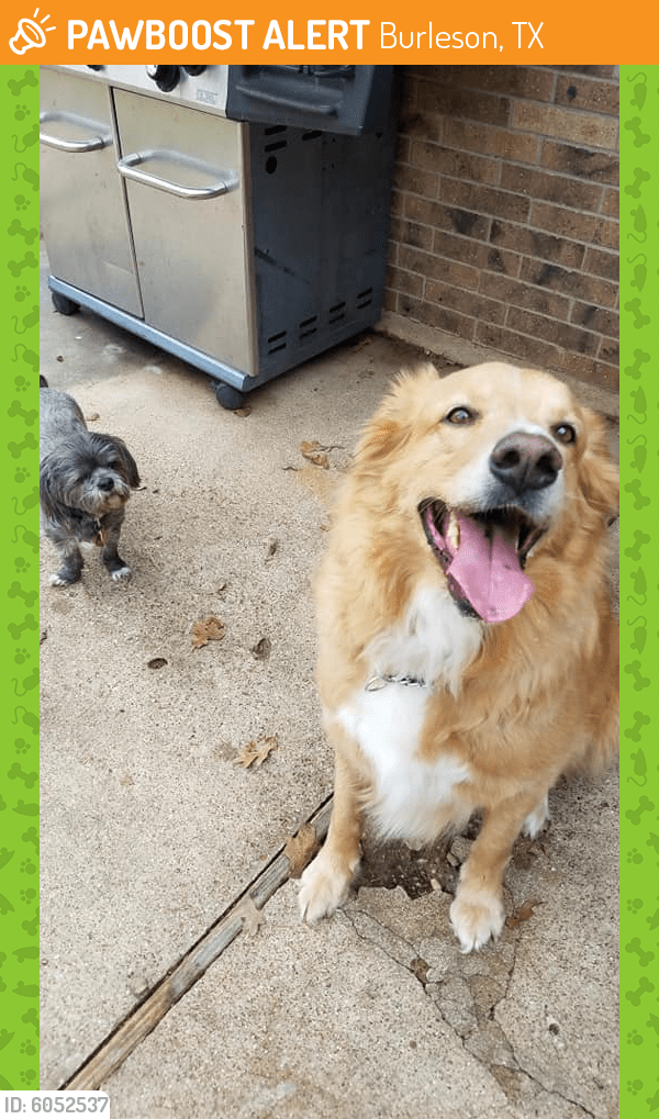 Found/Stray Male Dog in Burleson, TX 76028 (ID 6052537) PawBoost