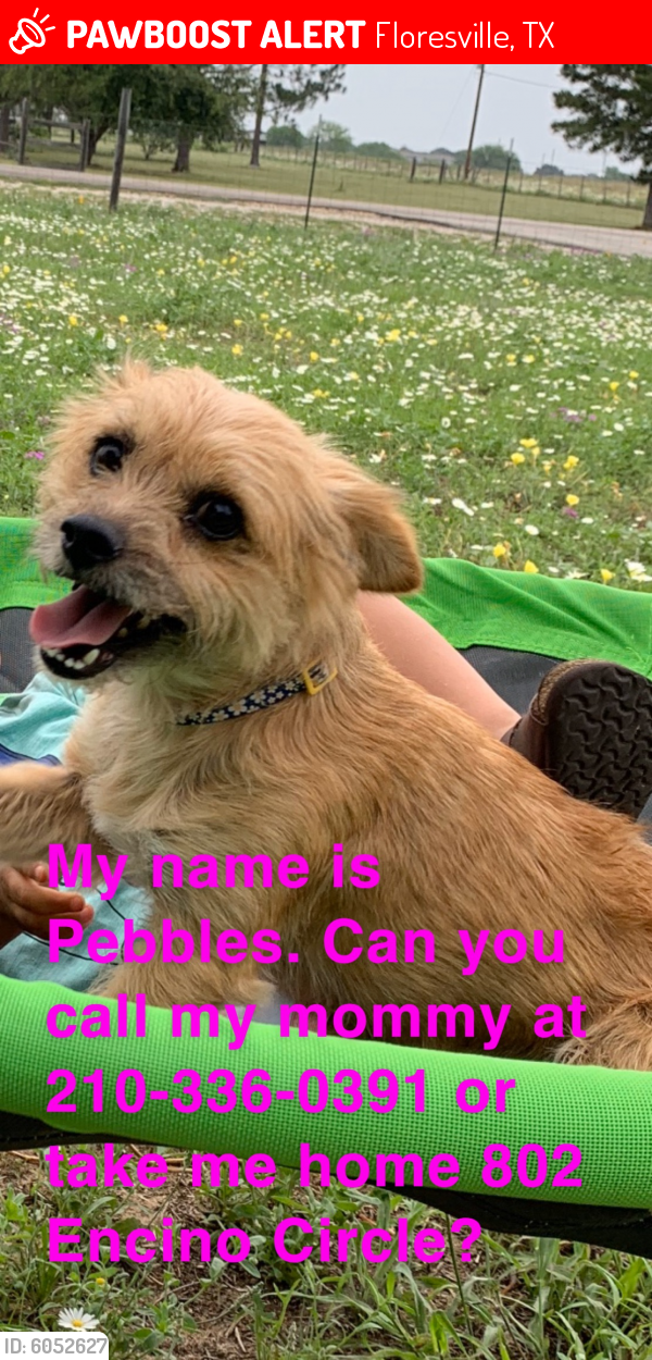 Lost Female Dog in Floresville, TX 78114 Named Pebbles (ID 6052627