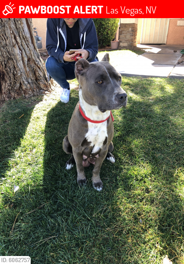 Lost Female Dog in Las Vegas, NV 89101 Named Unknown (ID 6062757