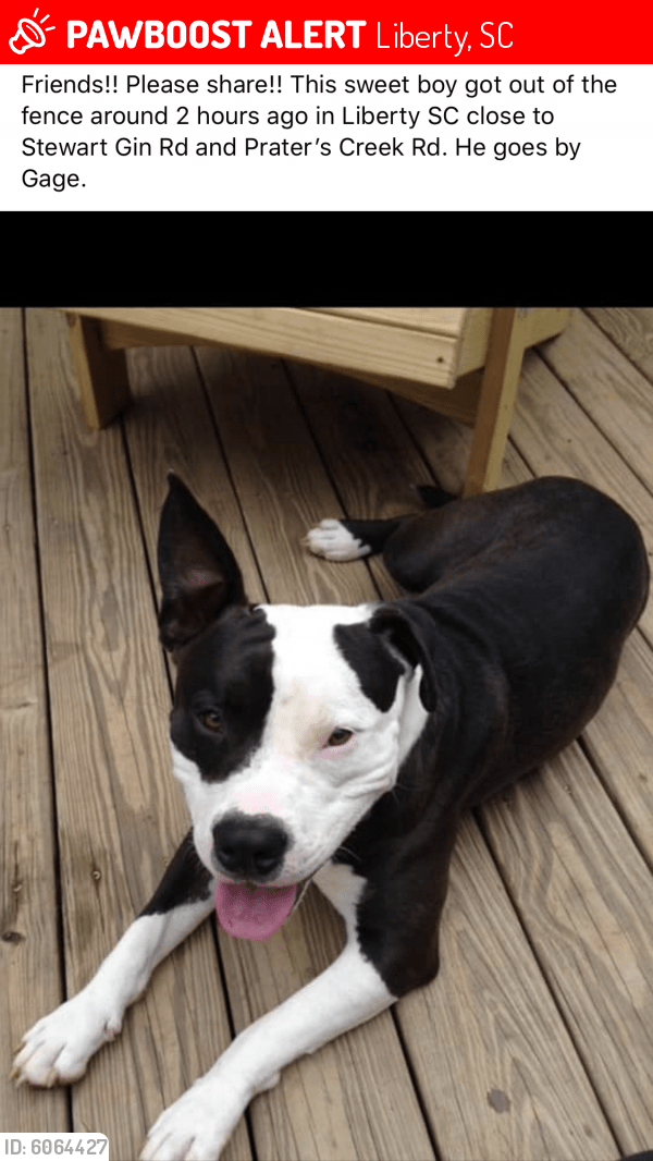 Lost Male Dog in Liberty, SC 29657 Named Gauge (ID 6064427) PawBoost