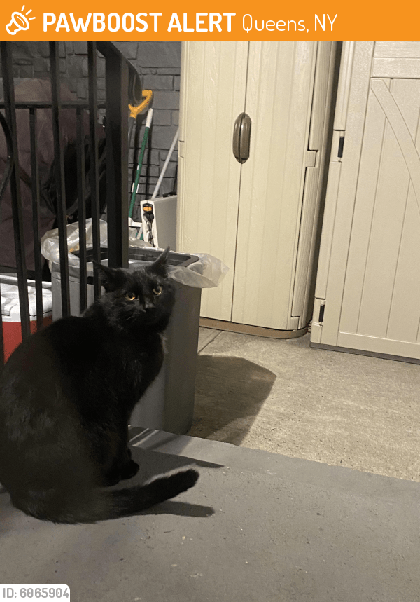 Found/Stray Female Cat in Queens, NY 11371 (ID 6065904) PawBoost