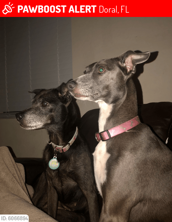 Lost Female Dog in Doral, FL 33178 Named Marley & Niña (ID