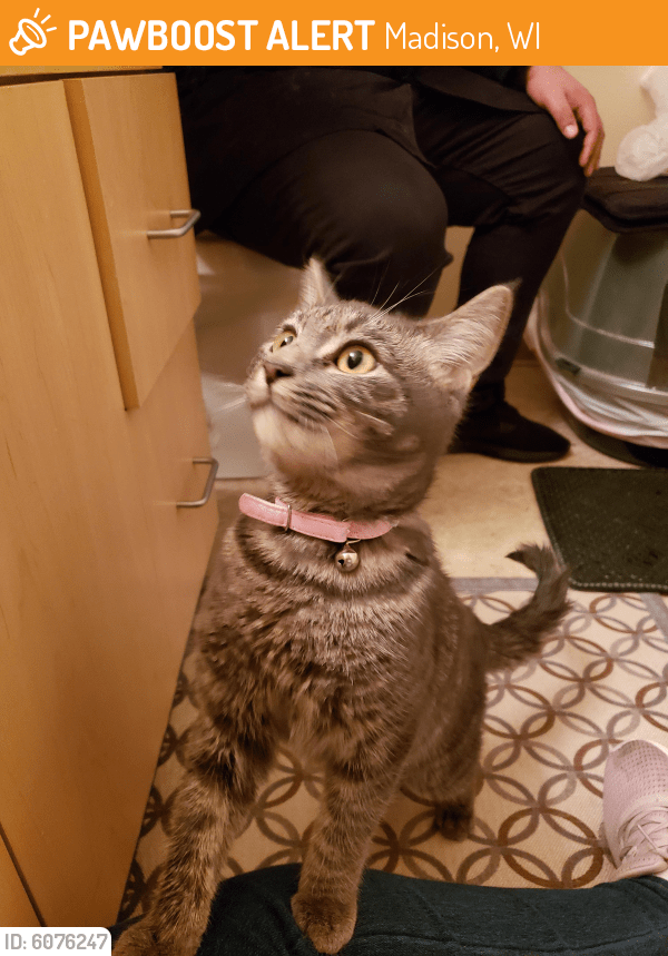 Found/Stray Cat in Madison, WI 53719 (ID 6076247) PawBoost