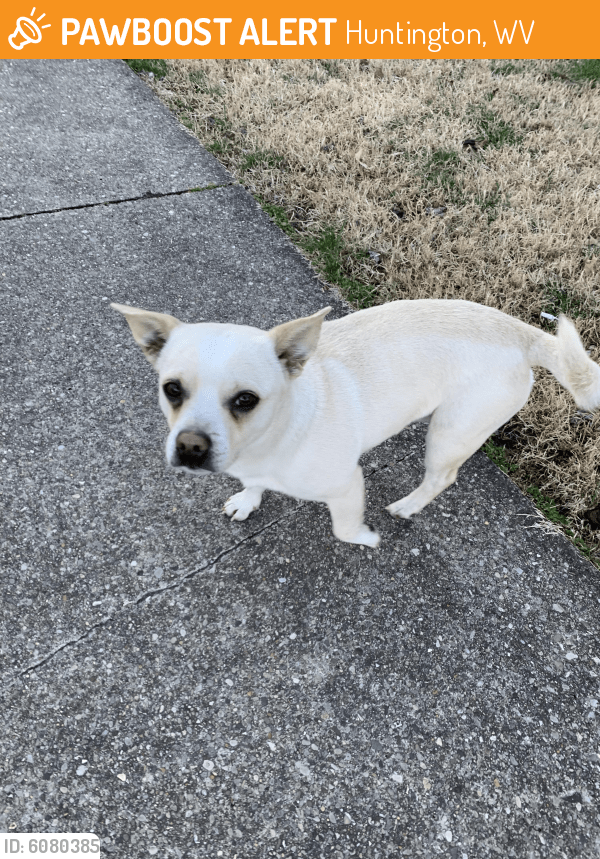 Found/Stray Male Dog in Huntington, WV 25701 (ID 6080385) PawBoost