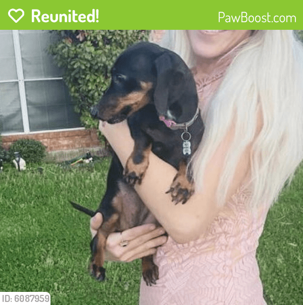 Reunited Female Dog in Carrollton, TX 75007 (ID 6087959) PawBoost