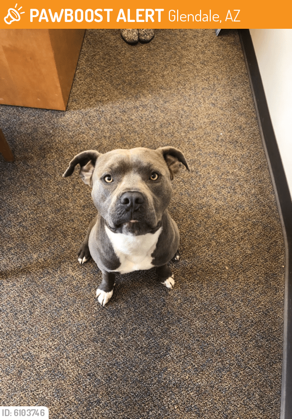 Rehomed Male Dog in Glendale, AZ 85307 (ID 6103746) PawBoost