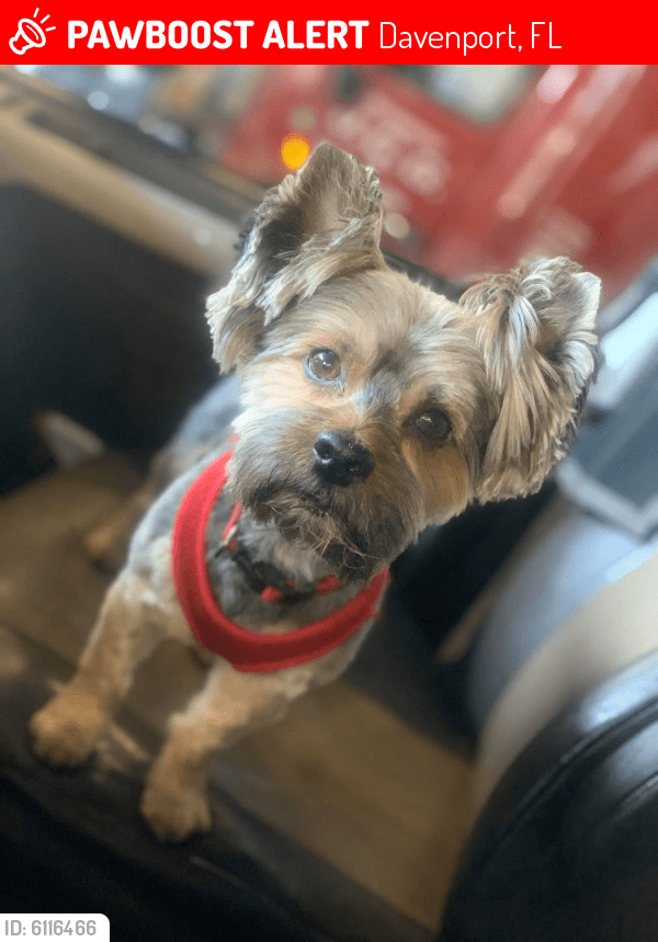 Lost Male Dog in Davenport, FL 33837 Named Grady (ID 6116466) PawBoost
