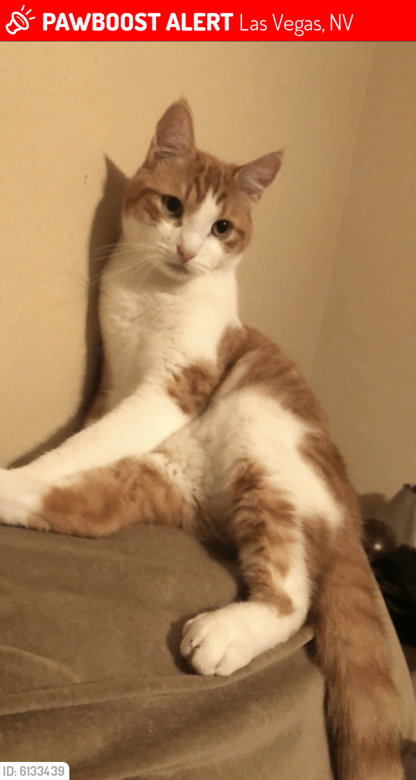 Lost Male Cat in Las Vegas, NV 89103 Named Lars (ID