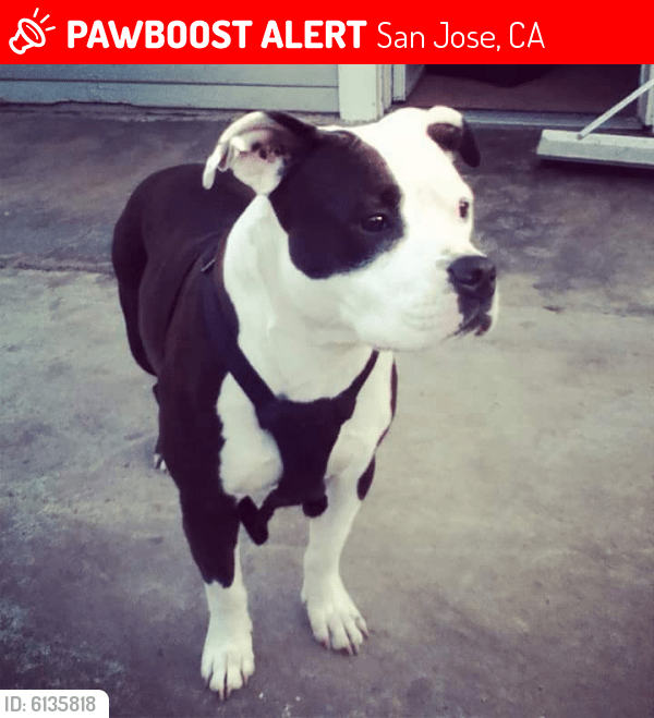 Lost Female Dog in San Jose, CA 95116 Named Daisy (ID 6135818) PawBoost