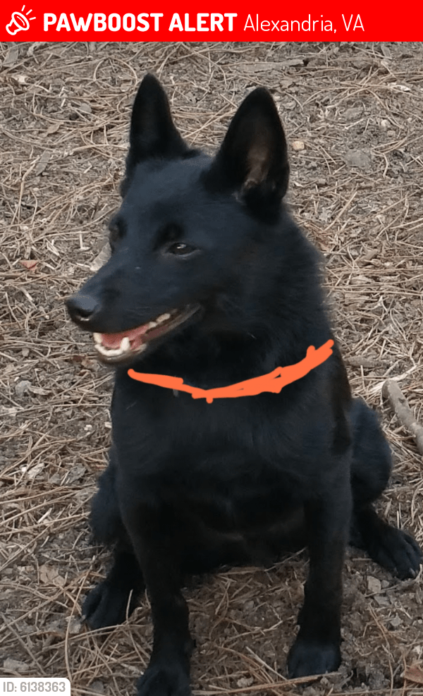 Lost Male Dog in Alexandria, VA 22304 Named Henry (ID 6138363) PawBoost