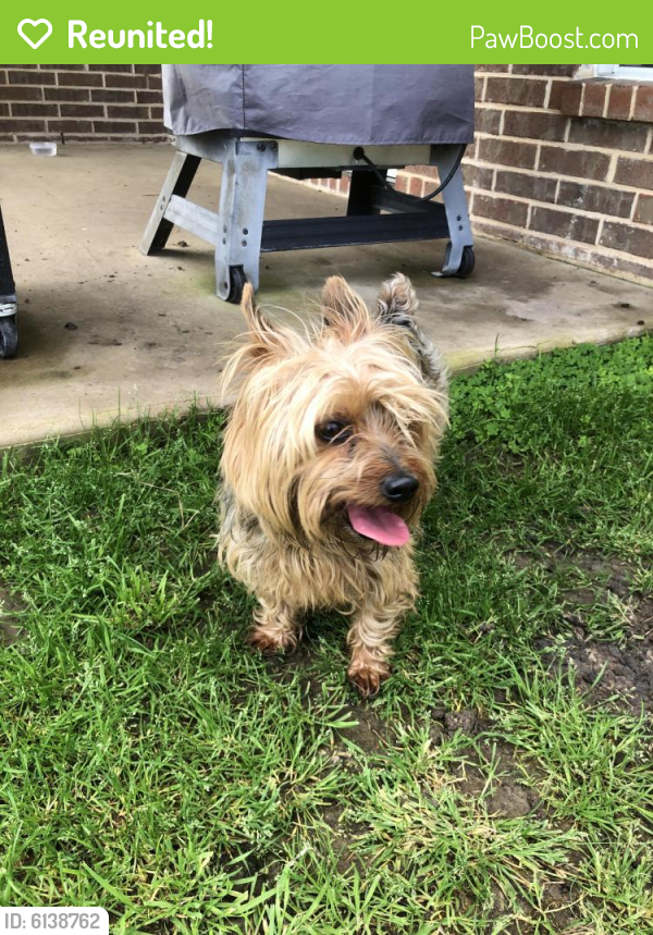 Reunited Male Dog in Burleson, TX 76028 (ID 6138762) PawBoost