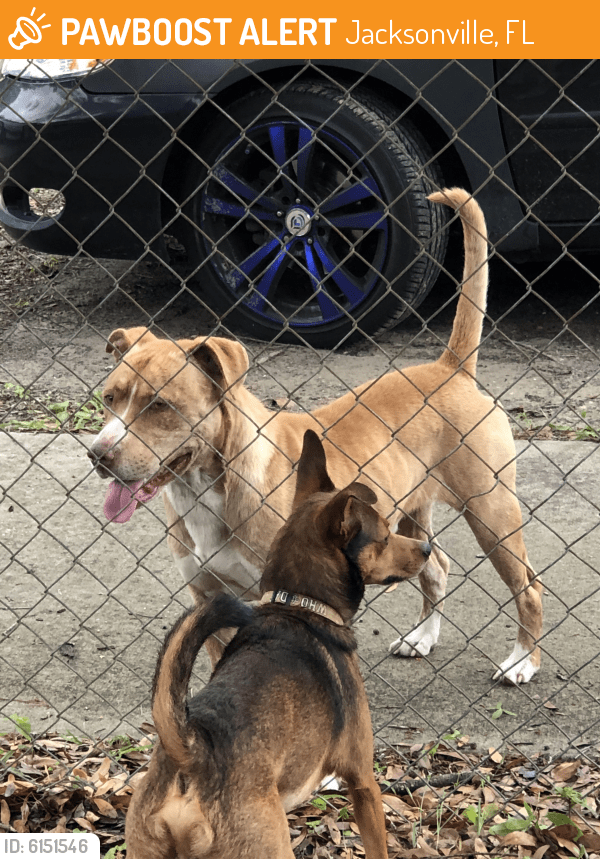 Found/Stray Male Dog in Jacksonville, FL 32209 (ID 6151546) PawBoost