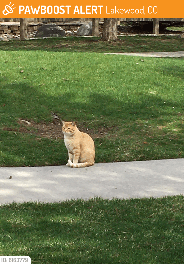 Found/Stray Male Cat in Lakewood, CO 80123 (ID 6163779) PawBoost