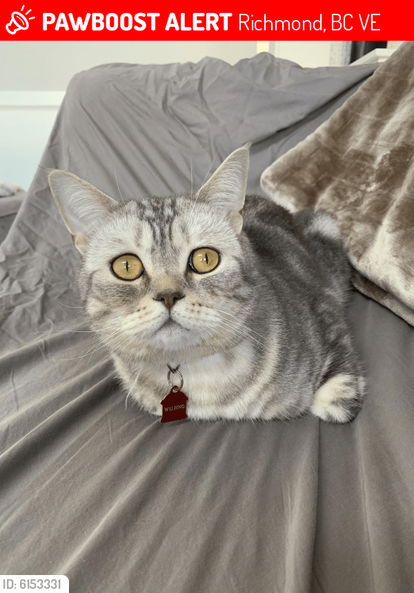 Lost Male Cat in Richmond, BC V7E Named Wujing (ID 6153331) PawBoost