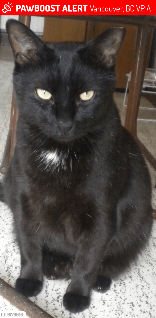 Lost Male Cat in Vancouver, BC V6P 5A1 Named Tuxedo (ID 6179016) PawBoost