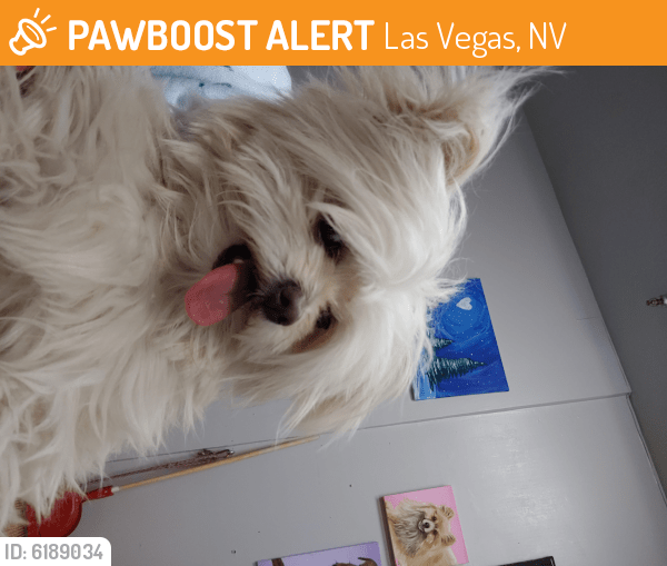 Rehomed Female Dog in Las Vegas, NV 89118 (ID 6189034) PawBoost