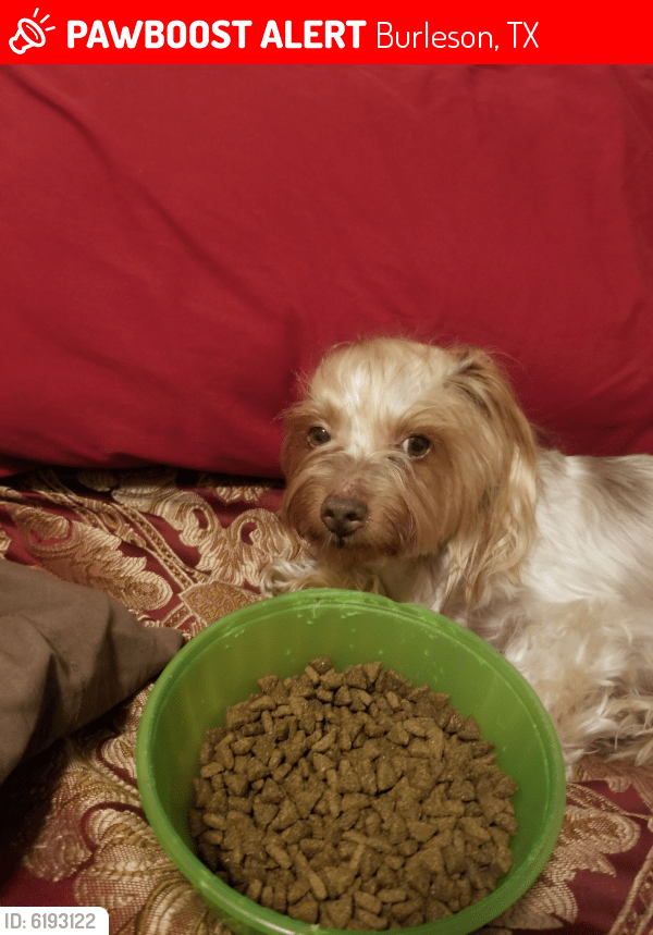 Lost Male Dog in Burleson, TX 76028 Named Bain (ID 6193122) PawBoost