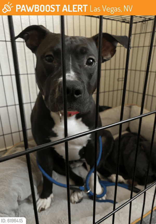 Found/Stray Female Dog in Las Vegas, NV 89123 (ID 6196415) PawBoost