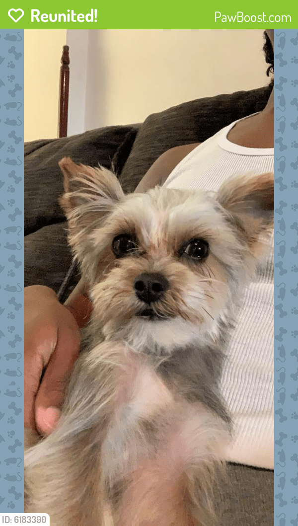 Reunited Male Dog in Allentown, PA 18102 (ID 6183390) PawBoost