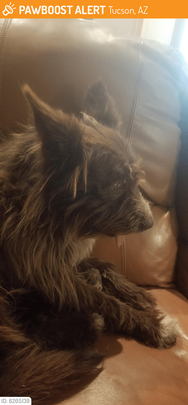 Found/Stray Male Dog in Tucson, AZ 85745 (ID 6205139) PawBoost