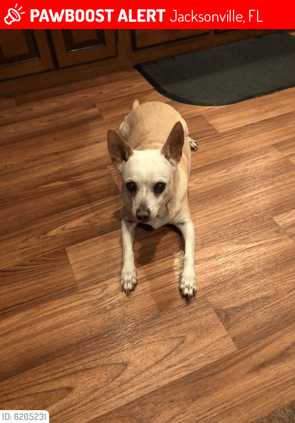 Lost Male Dog in Jacksonville, FL 32211 Named J.c. (ID 6205231) PawBoost
